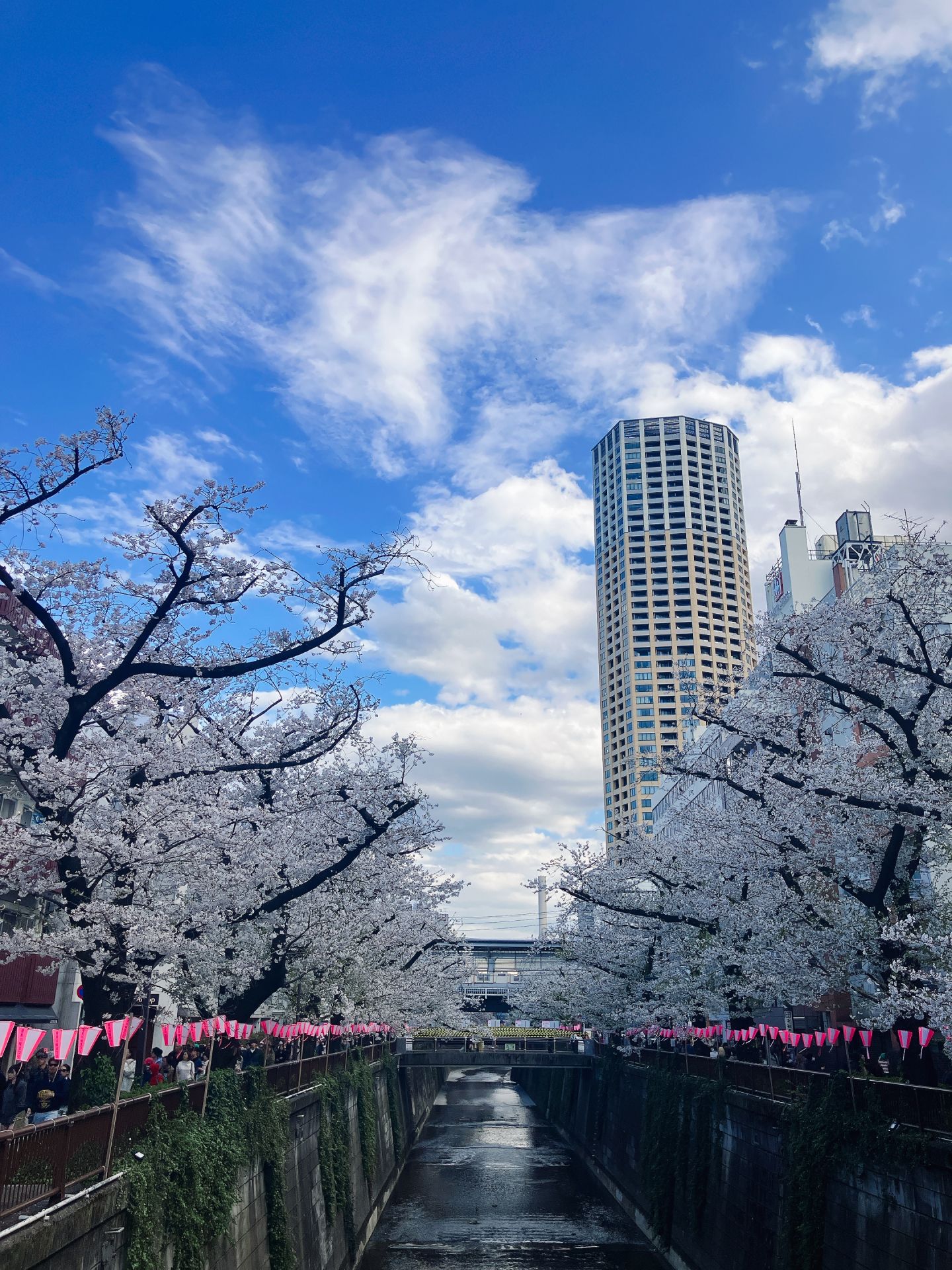 目黒川の桜並木 - 無料査定のご相談はエース中目黒へ